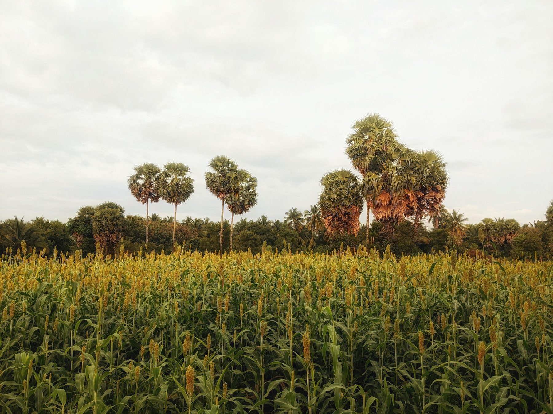 Cultivo de sorgo en floración